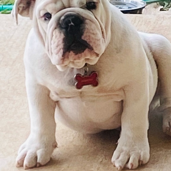 Meet your Posher, Alma - Picture 11 of 12